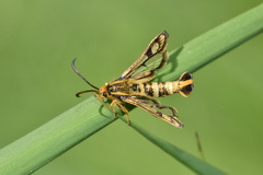 Chamaesphecia empiformis
