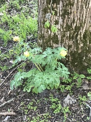 Corydalis nobilis