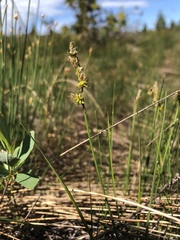 Carex sterilis