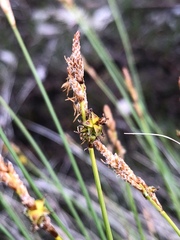 Carex sterilis