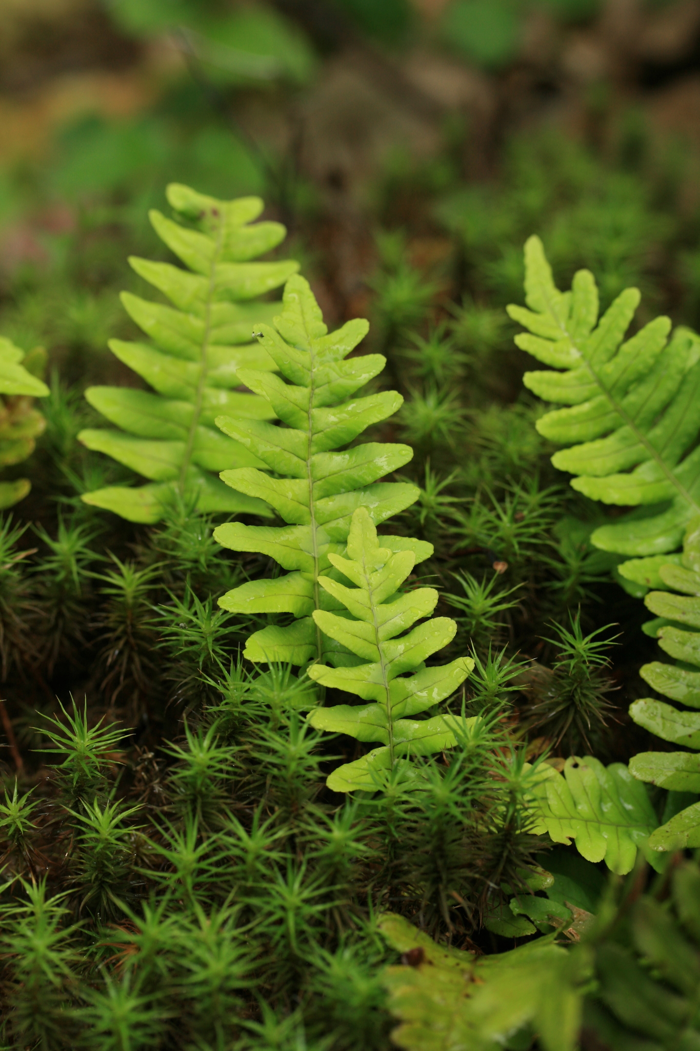Polypodium virginianum