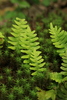Rock Polypody - Photo (c) dogtooth77, some rights reserved (CC BY-NC-SA)