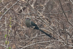 Phaenicophaeus tristis