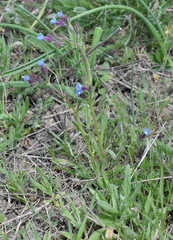 Anchusa thessala
