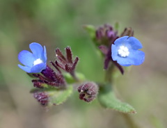 Anchusa thessala