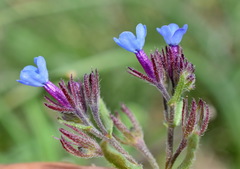 Anchusa thessala