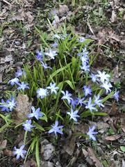 Scilla luciliae