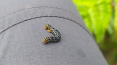 Pogonopygia nigralbata