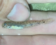 Ctenogobius boleosoma