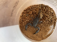 Opisthacanthus