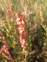 Rumex roseus