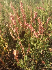 Rumex roseus
