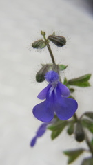 Salvia heterotricha