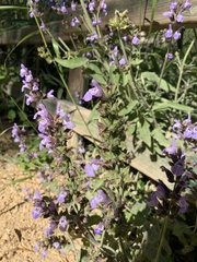 Salvia