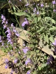 Salvia