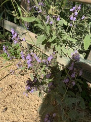 Salvia