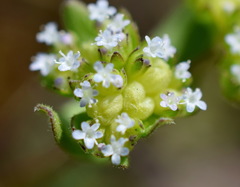 Valerianella turgida