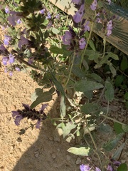 Salvia