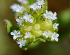 Valerianella turgida