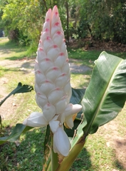 Alpinia platychilus