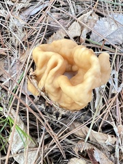 Gyromitra korfii