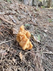 Gyromitra korfii