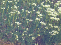 Saxifraga bronchialis funstonii