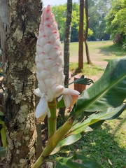 Alpinia platychilus