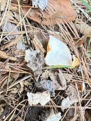 Gyromitra korfii