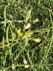 Gagea lutea