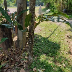 Alpinia platychilus