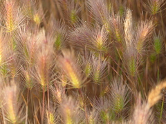 Hordeum marinum
