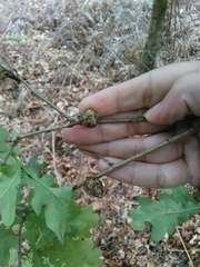 Andricus foecundatrix