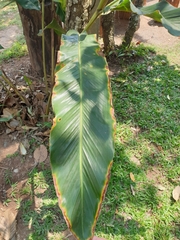 Alpinia platychilus