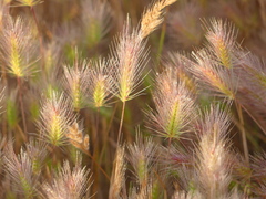Hordeum marinum