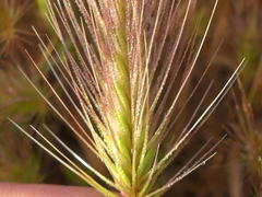 Hordeum marinum