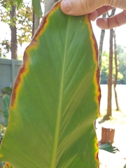 Alpinia platychilus