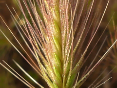 Hordeum marinum