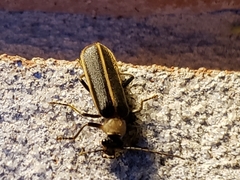 Podabrus flavicollis