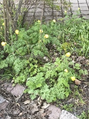 Corydalis nobilis