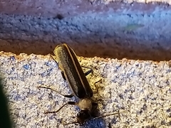 Podabrus flavicollis