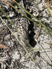Sceloporus undulatus image