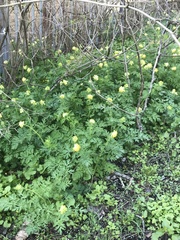 Corydalis nobilis