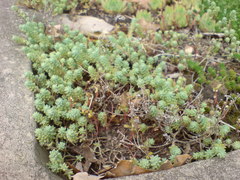 Sedum borissovae
