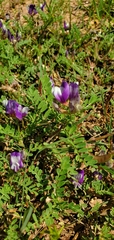 Astragalus lindheimeri