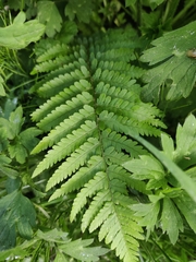 Dryopteris filix-mas