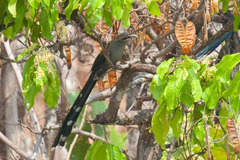 Phaenicophaeus tristis