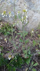 Arabidopsis suecica