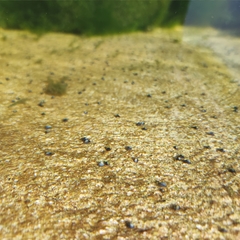 Ancylus fluviatilis