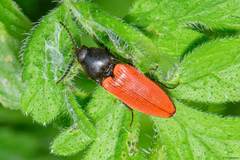 Ampedus cinnaberinus